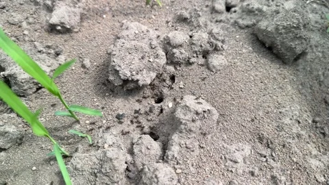 A lot of ants run on the soil Stock Footage 277453996