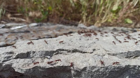 A lot of ants running on the stony surface. Ants running on the stone in forest Stock-Footage 333861747
