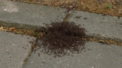 A lot of ants on the sidewalk Stock Footage 227029300