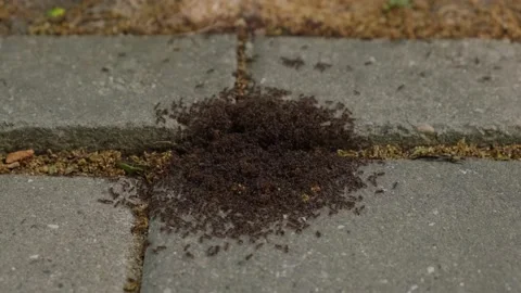 A lot of ants on the sidewalk Stock Footage 227029304