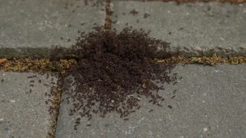 A lot of ants on the sidewalk Stock Footage 227029711