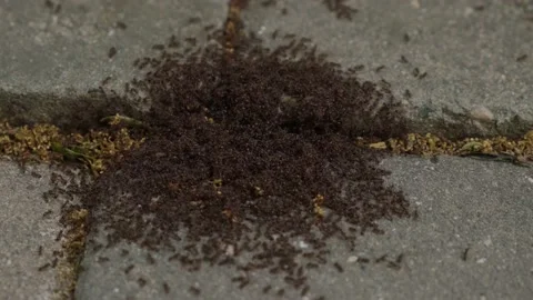 A lot of ants on the sidewalk Stock Footage 227029843