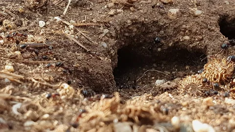 A lot of Ants work inside an anthill Stock Footage 138449332
