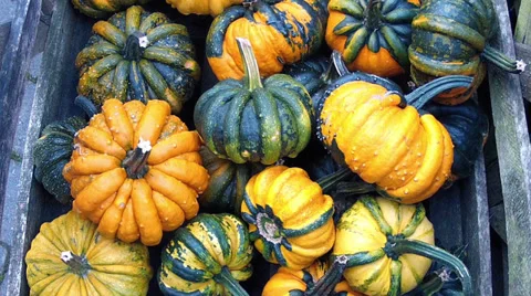Lot of autumn pumpkin . Stock Footage 33709250