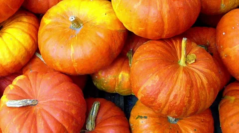 Lot of autumn pumpkin. Stock Footage 33720069