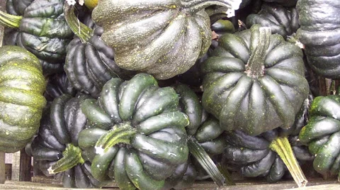 Lot of autumn pumpkin. Stock Footage 33735759