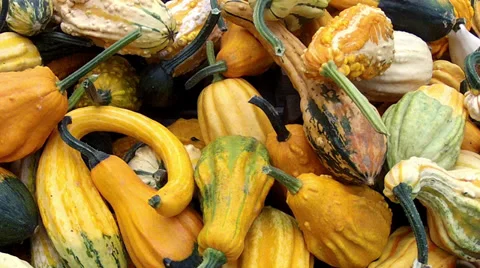 Lot of autumn pumpkin. Stock Footage 33743662