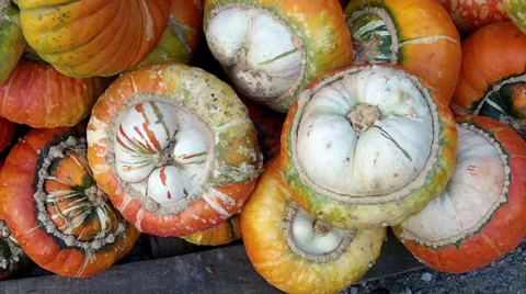 Lot of autumn pumpkin. Stock Footage 33743748