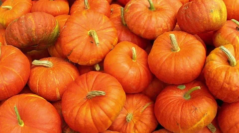 Lot of autumn pumpkin. Stock Footage 34440744