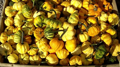 Lot of autumn pumpkin. Stock Footage 34495580