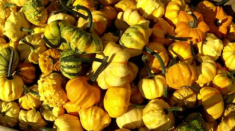 Lot of autumn pumpkin. Stock-Footage 35788769