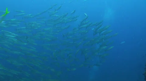 A lot of barracuda in a water Stock Footage 24897274