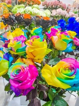 A lot of beautiful bright multi-colored roses of different colors. Stock Photos