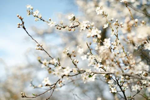 A lot of beautiful, delicate, white flowers blooming cherry plum on a tree br Stock Photos