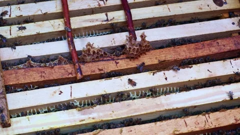 A lot of bees in ajar hive crawl on the honey frame with honeycombs Stock Footage 257120746