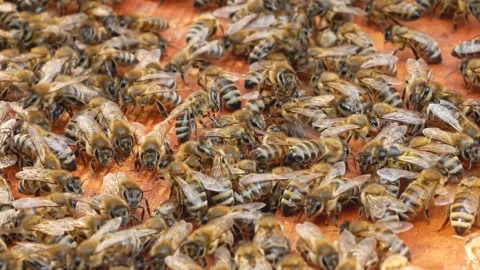 A lot of bees crawl on the frame with honeycombs. Apiary Stock Footage 217781265