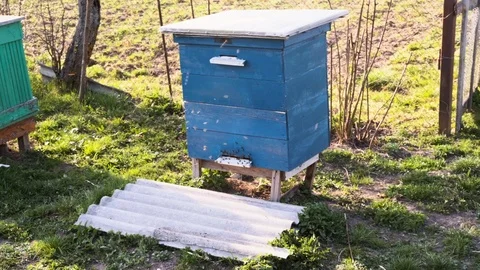 A lot of bees fly around their hive in a green field. Stockbeeldmateriaal 107173940