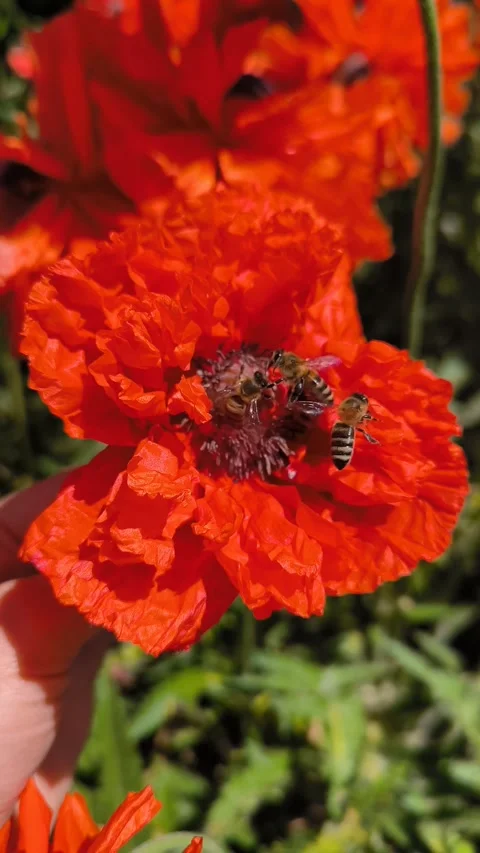A lot of bees flying and pollinate over poppy seeds flower, morning garden Stock Footage 276387158