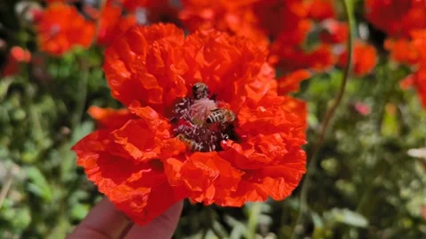 A lot of bees flying and pollinate over poppy seeds flower, morning garden Stock Footage 276387230