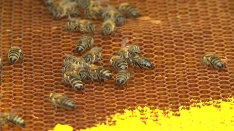 A lot of bees. The hive in the apiary Stock Footage 61454849