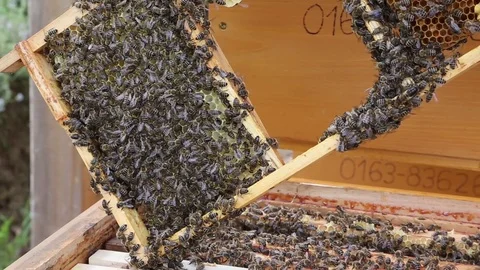 A lot of bees on a honeycomb Stock Footage 71191353