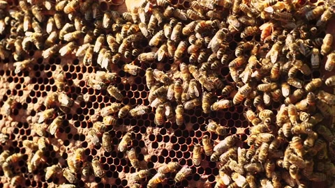 A lot of bees with a queen bee crawl on the honeycomb in the sunny day 動画素材 233531987