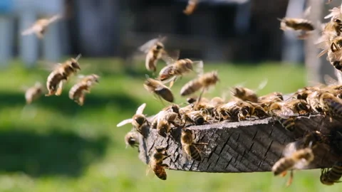 A lot of bees returning to bee hive and entering beehive with collected floral Stock Footage 237215198