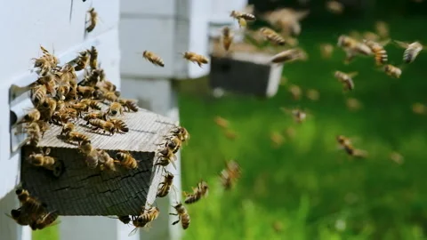 A lot of bees returning to bee hive and entering beehive with collected floral Stock Footage 247978096