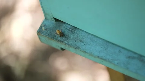 A lot of bees returning to bee hive Stock Footage 255998272