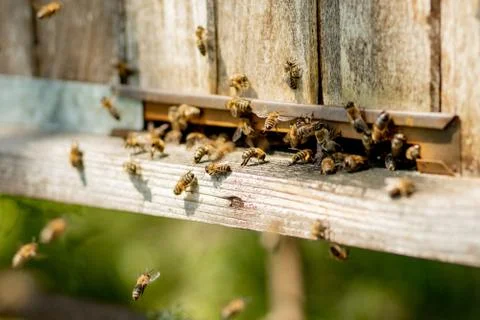 A lot of bees returning to bee hive and entering beehive with collected flora Stock Photos