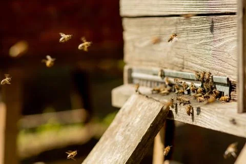 A lot of bees returning to bee hive and entering beehive with collected flora Stock Photos