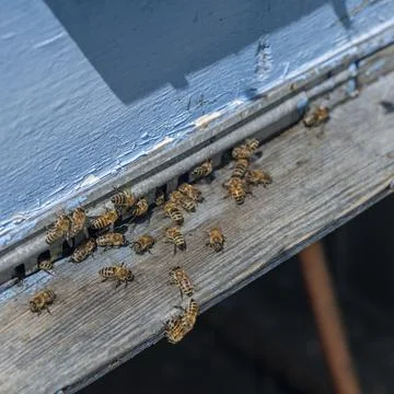 A lot of bees returning to bee hive and entering beehive with collected flora 写真素材