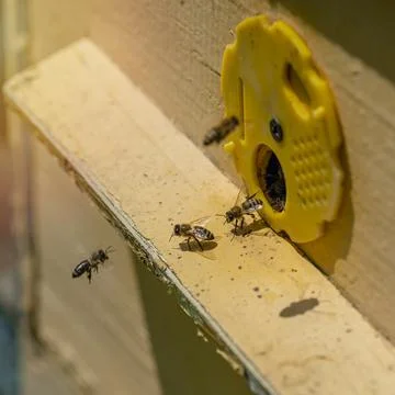 A lot of bees returning to bee hive and entering beehive with collected flora Stock Photos