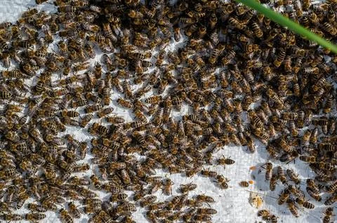 A lot of bees returning to bee hive. Swarm of bees collecting nectar from f.. Stock Photos