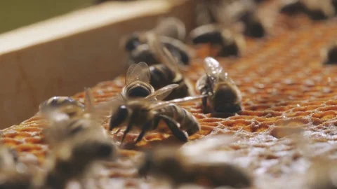 A lot of bees with see-through wings stuffing golden wax cells with tasty honey Stock Footage 99251625