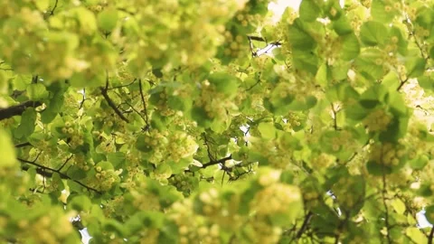 A lot of bees taking nectar from lime tree blossoms Stock Footage 145416087