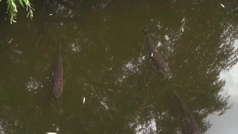 A lot of big fishs Stock Footage 245413673