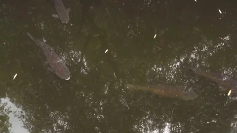 A lot of big fishs Stock Footage 245413746