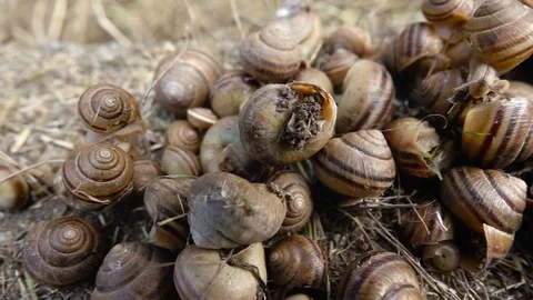 A lot of big seashells 動画素材 111955476