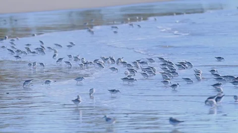 A lot of birds in the beach Stock Footage 84827406