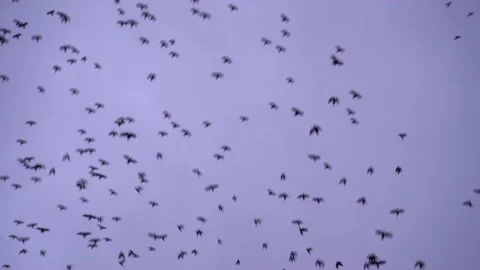 A lot of birds, crows, fly in the sky. Evening cloudy overcast sky. Video stock 151013867