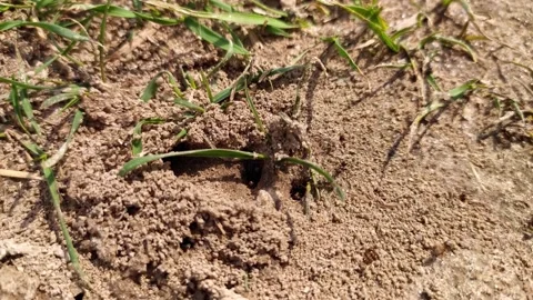 A lot of black ants. run one by one. climb into the mink. run in flocks.  Stock Footage 130212410