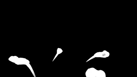 A lot of black ink flows on white moving in slow motion, ink or smoke inject Stock Footage