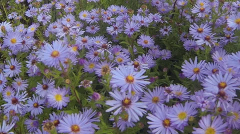 A lot of blue flowers Stock Footage 68373654