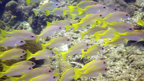A lot of blue lined snapper swimming slowly in tropical sea. Slow motion Stock Footage 254206307