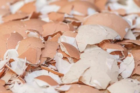 A lot of broken eggshells 스톡 사진