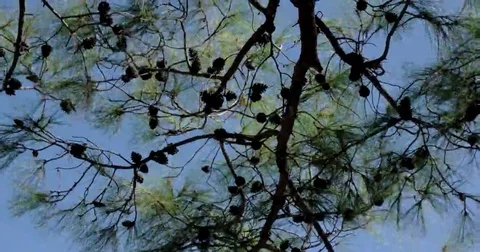 A Lot of Brown Pine Cones on a Branch Against the Background of the Blue Sky Stock Footage 69314560