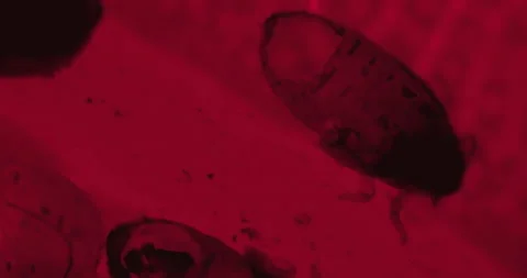 A lot of bugs on the green leaf under a microscope. Thriller red filter Stockbeeldmateriaal 189664230