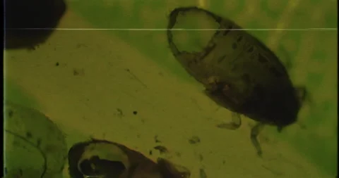 A lot of bugs on the green leaf under a microscope. VHS documentary Stock Footage 189664881