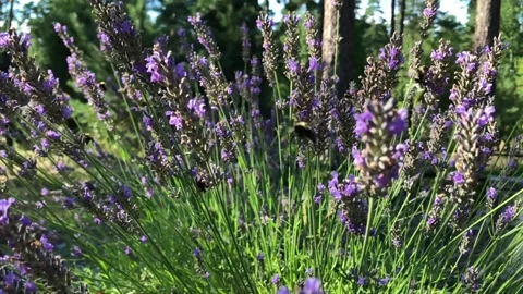 A lot of bumblebees collecting nectar from blooming wild flowers in the forest Stock Footage 261809600